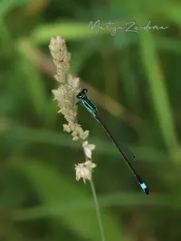Lantaarntje [Ischnura elegans]